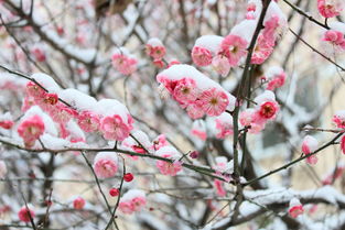 有關(guān)梅花的經(jīng)典古詩句