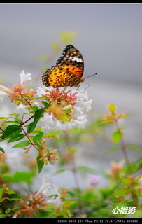 蝴蝶的詩句古詩詞,描寫蝴蝶的詩句古詩,蝴蝶的詩句古詩詞小學