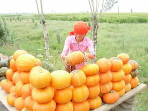 關(guān)于南瓜豐收的詩句