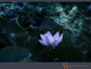 關(guān)于蓮花的古詩美句,關(guān)于蓮花的古詩句小學(xué),關(guān)于蓮花的古詩句楊萬里