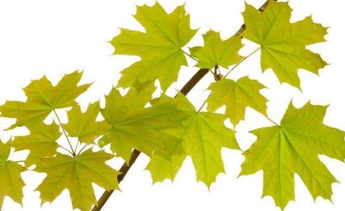 關(guān)于楓樹的6句詩句