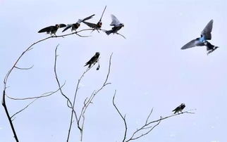 詩句,燕子,唯美