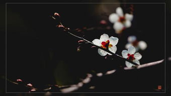 關(guān)于花的情懷的詩句