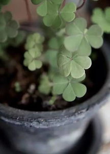 詩(shī)句,頑強(qiáng),生長(zhǎng),植物