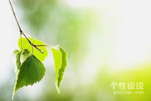 關(guān)于歌詠桂花的詩句