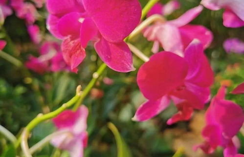 關于各種花詩句