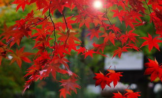 關(guān)于秋天下雨的詩(shī)句子