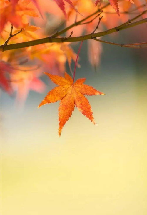 關(guān)于遠(yuǎn)大志向的詩句古詩,描寫遠(yuǎn)大志向的詩句古詩,關(guān)于志向的詩句古詩