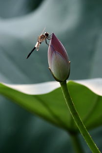 關(guān)于描寫荷花的詩句古詩大全,贊美荷花的詩句古詩大全,荷花鳥的詩句古詩大全