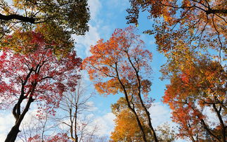烏桕,蘆葦,詩句