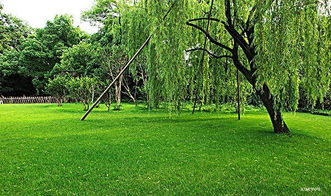 關(guān)于秋天寫柳樹的詩句古詩