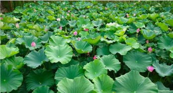 關(guān)于蓮花的古詩句5句