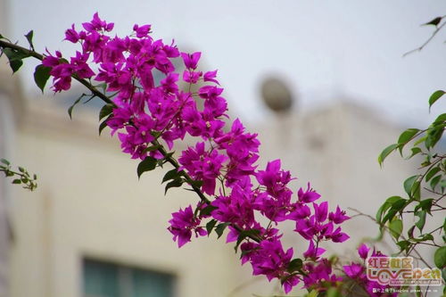 三角梅的詩句有哪些,贊美三角梅的詩句,形容三角梅的詩句