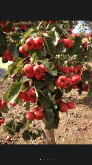 關(guān)于山楂樹的詩句