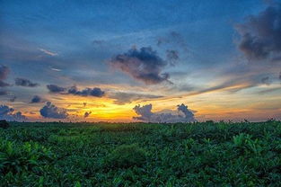 關(guān)于保護(hù)紅樹林的詩句