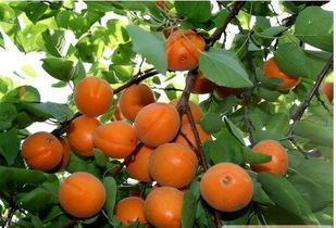 關(guān)于杏樹的詩(shī)句古詩(shī)