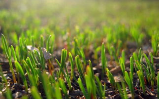 關(guān)于春天的小草詩(shī)句古詩(shī),春天小草發(fā)芽的詩(shī)句,春天小草鉆出來(lái)的詩(shī)句