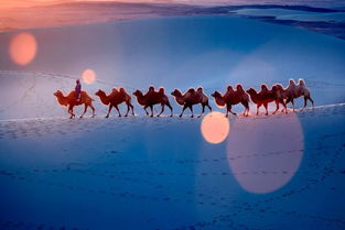 關(guān)于馬的優(yōu)美詩句