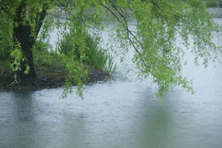 關于描寫湖邊花柳的詩句