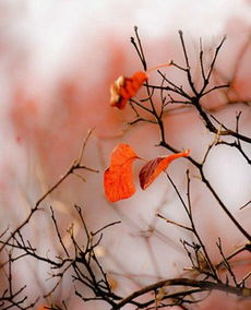 古詩,詩句,葉子