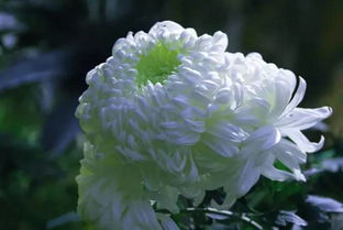 寫菊花的詩句古詩大全,贊美菊花的詩句古詩大全,描寫秋天菊花的詩句古詩大全