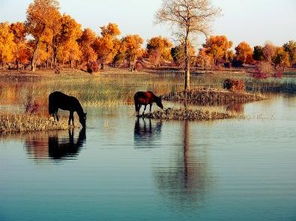 關(guān)于秋風(fēng)的思鄉(xiāng)的詩句古詩詞