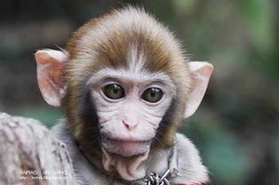 關(guān)于描寫(xiě)猴子的古詩(shī)句