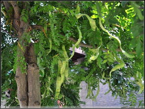 贊美皂角的詩句,形容皂角的詩句,皂角樹的詩句