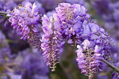 紫藤花的詩句古詩