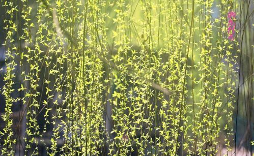 關(guān)于柳絮飛的詩(shī)句