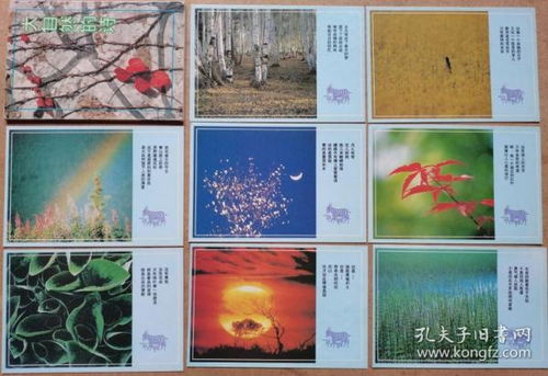 描寫白樺樹的詩句古詩