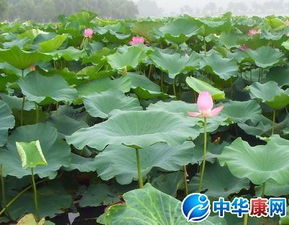 夏末荷葉的詩句古詩