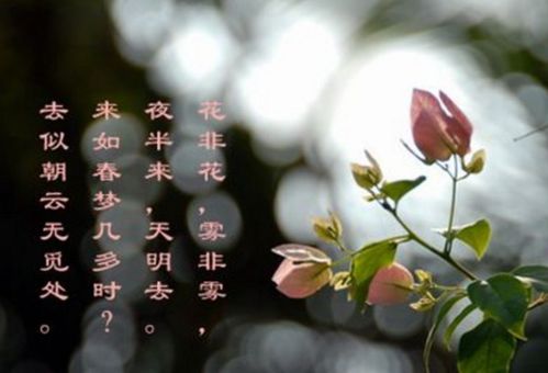 詩句,含花字