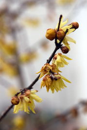 詩句,梅花,散文