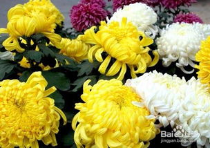 與菊花相關的古詩句