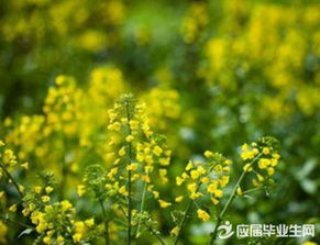 有關(guān)于描寫油菜花的詩句古詩詞句子