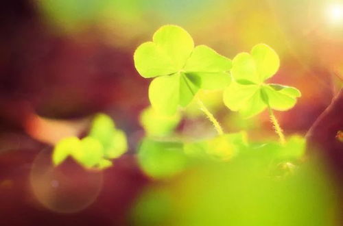 關(guān)于花或草的古詩句