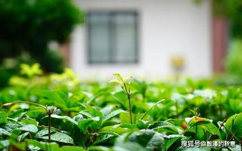 關(guān)于炎熱上詩句