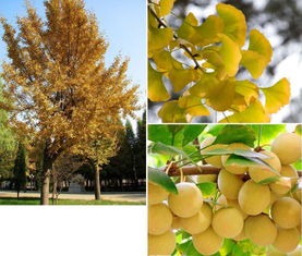 關(guān)于樹的外形詩句