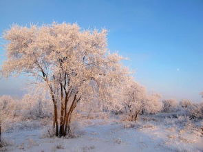 關于梨花的古詩句,梨花桃花的古詩句,描寫梨花的古詩句