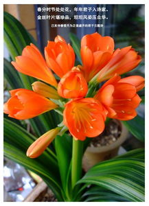 贊美君子蘭的古詩句