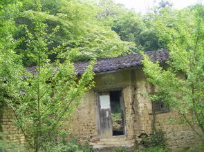 關于太陽樹的詩句有哪些