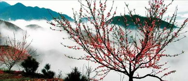 贊美松陽(yáng)的詩(shī)句,描寫松陽(yáng)的詩(shī)句,松陽(yáng)茶葉詩(shī)句