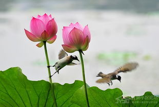 寫贊美荷花的詩句古詩詞