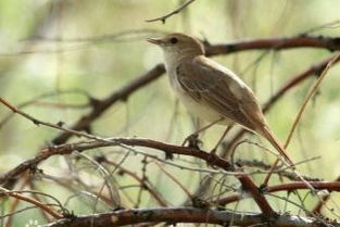 關(guān)于夜鶯的叫聲的詩句