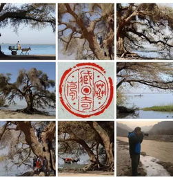 浪跡天涯古詩句