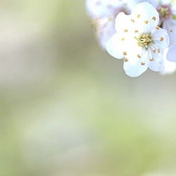 紀(jì)念同學(xué)情誼的古詩句