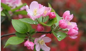 海棠花,詩句,有哪些