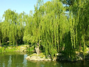 關(guān)于春天有柳樹的詩(shī)句古詩(shī)