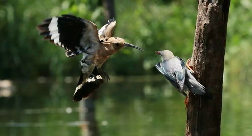 描述鳥(niǎo)的詩(shī)句古詩(shī)大全